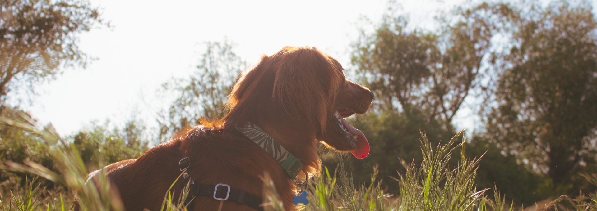 brown dog lying on green grass field