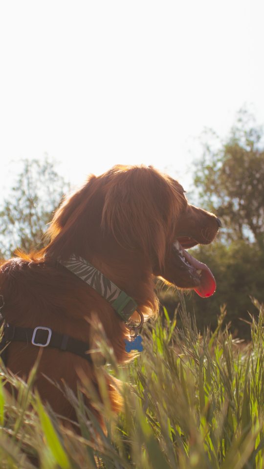 brown dog lying on green grass field