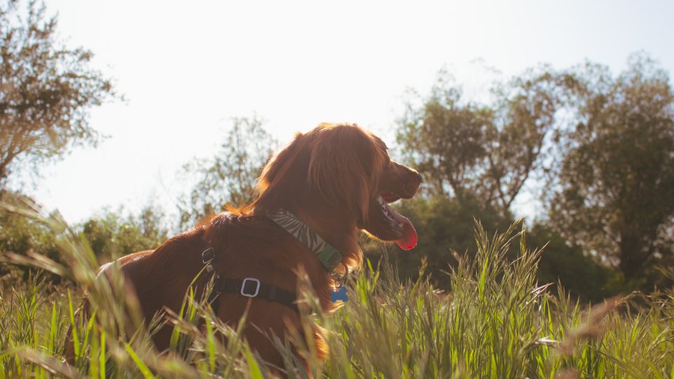 brown dog lying on green grass field